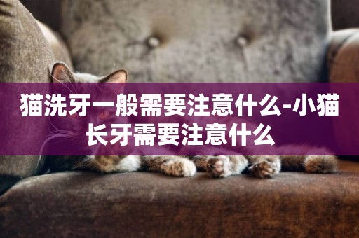 貓洗牙一般需要注意什么-小貓長牙需要注意什么