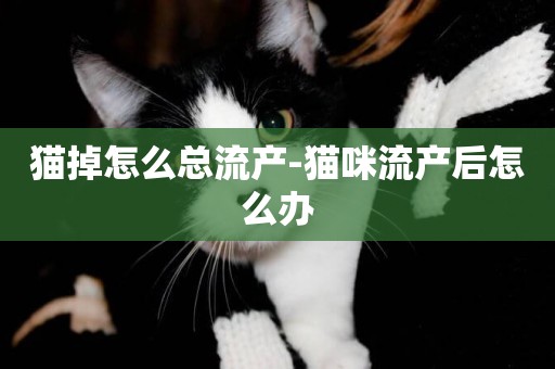 貓掉怎么總流產-貓咪流產后怎么辦