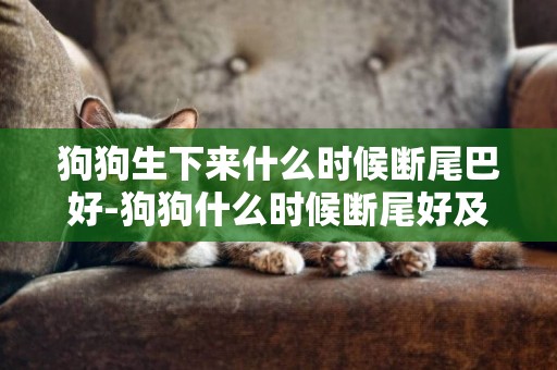 狗狗生下來什么時候斷尾巴好-狗狗什么時候斷尾好及斷尾的最佳時間