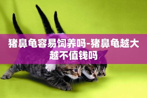 豬鼻龜容易飼養嗎-豬鼻龜越大越不值錢嗎
