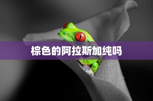 棕色的阿拉斯加純嗎
