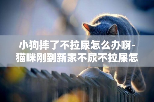 小狗摔了不拉尿怎么辦啊-貓咪剛到新家不尿不拉屎怎么辦