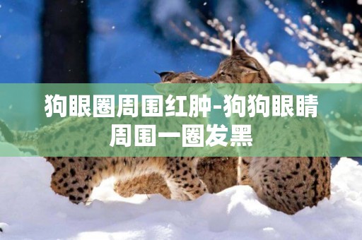 狗眼圈周圍紅腫-狗狗眼睛周圍一圈發黑