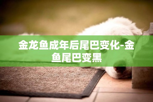 金龍魚成年后尾巴變化-金魚尾巴變黑
