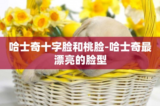 哈士奇十字臉和桃臉-哈士奇最漂亮的臉型