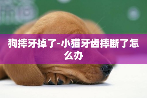 狗摔牙掉了-小貓牙齒摔斷了怎么辦