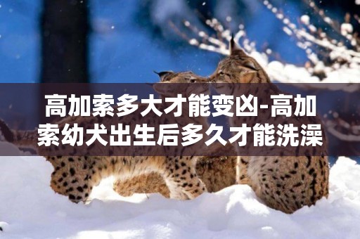 高加索多大才能變兇-高加索幼犬出生后多久才能洗澡