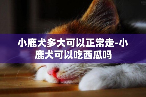 小鹿犬多大可以正常走-小鹿犬可以吃西瓜嗎