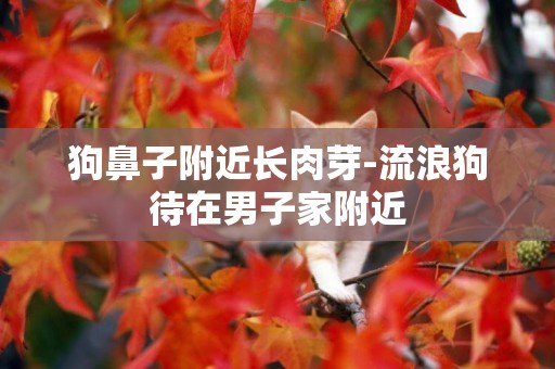狗鼻子附近長肉芽-流浪狗待在男子家附近