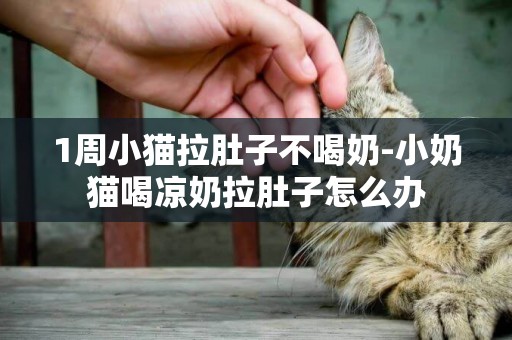 1周小貓拉肚子不喝奶-小奶貓喝涼奶拉肚子怎么辦