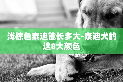 淺棕色泰迪能長多大-泰迪犬的這8大顏色