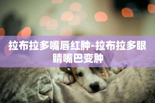 拉布拉多嘴唇紅腫-拉布拉多眼睛嘴巴變腫