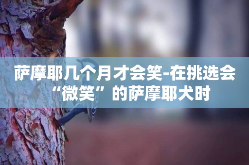 薩摩耶幾個月才會笑-在挑選會“微笑”的薩摩耶犬時