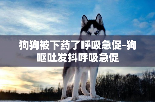 狗狗被下藥了呼吸急促-狗嘔吐發抖呼吸急促