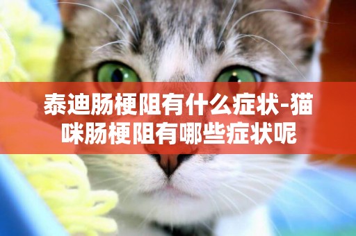 泰迪腸梗阻有什么癥狀-貓咪腸梗阻有哪些癥狀呢