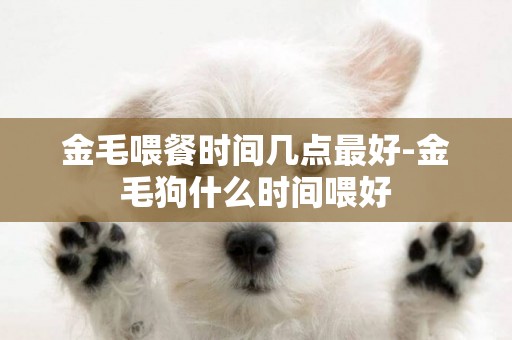金毛喂餐時間幾點最好-金毛狗什么時間喂好