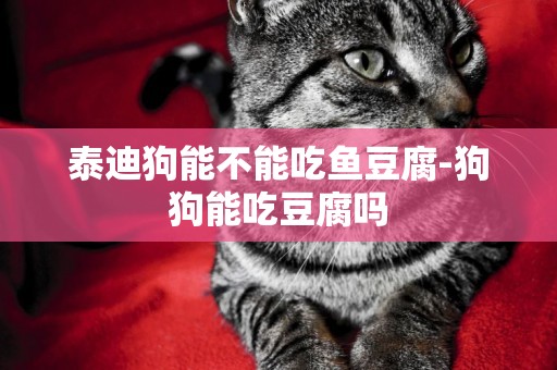 泰迪狗能不能吃魚豆腐-狗狗能吃豆腐嗎
