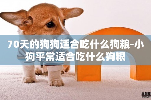 70天的狗狗適合吃什么狗糧-小狗平常適合吃什么狗糧