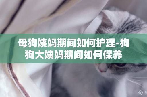 母狗姨媽期間如何護理-狗狗大姨媽期間如何保養