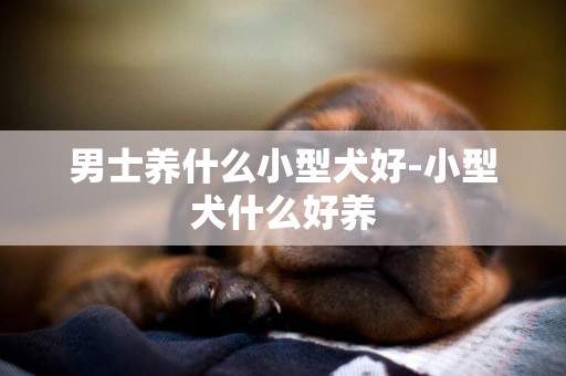 男士養什么小型犬好-小型犬什么好養