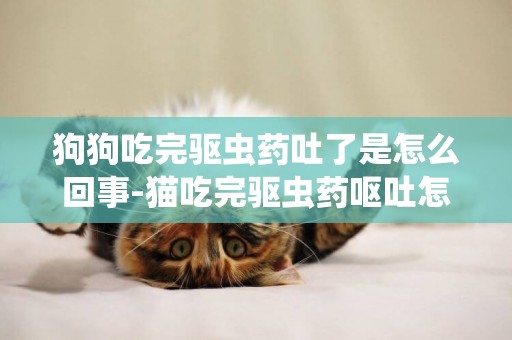 狗狗吃完驅蟲藥吐了是怎么回事-貓吃完驅蟲藥嘔吐怎么辦