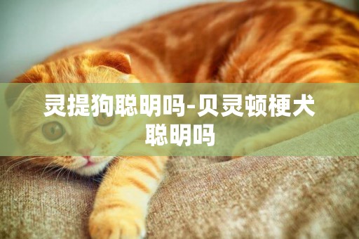 靈提狗聰明嗎-貝靈頓梗犬聰明嗎