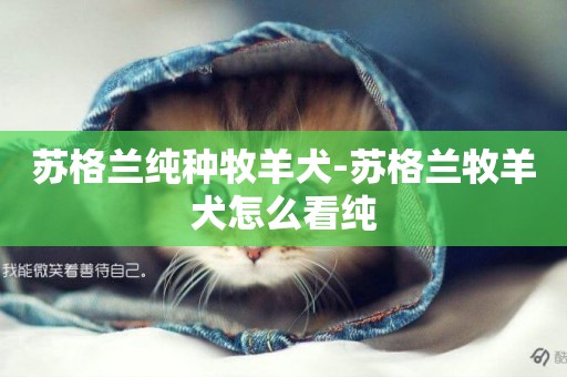 蘇格蘭純種牧羊犬-蘇格蘭牧羊犬怎么看純