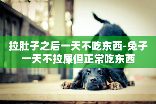 拉肚子之后一天不吃東西-兔子一天不拉屎但正常吃東西