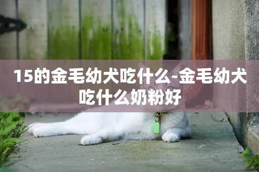 15的金毛幼犬吃什么-金毛幼犬吃什么奶粉好