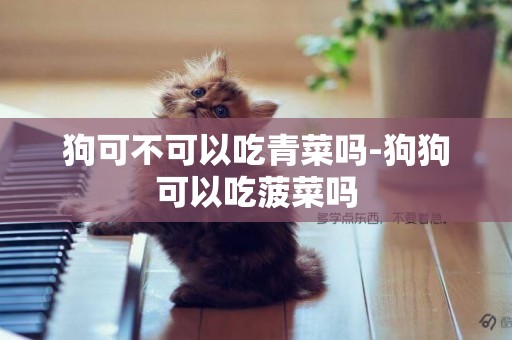 狗可不可以吃青菜嗎-狗狗可以吃菠菜嗎