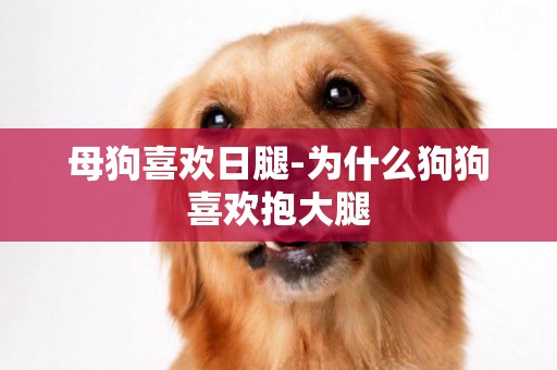 母狗喜歡日腿-為什么狗狗喜歡抱大腿