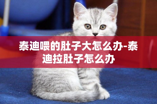 泰迪喂的肚子大怎么辦-泰迪拉肚子怎么辦