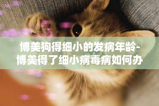 博美狗得細小的發病年齡-博美得了細小病毒病如何辦