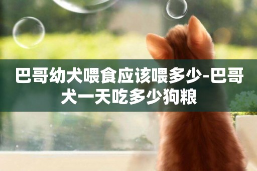 巴哥幼犬喂食應該喂多少-巴哥犬一天吃多少狗糧