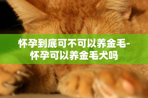 懷孕到底可不可以養金毛-懷孕可以養金毛犬嗎