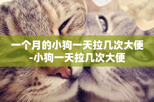 一個月的小狗一天拉幾次大便-小狗一天拉幾次大便