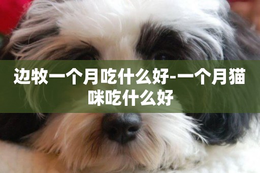 邊牧一個月吃什么好-一個月貓咪吃什么好