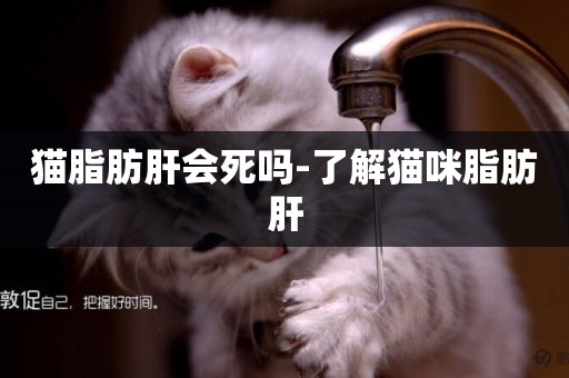 貓脂肪肝會死嗎-了解貓咪脂肪肝