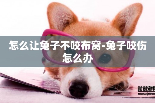 怎么讓兔子不咬布窩-兔子咬傷怎么辦