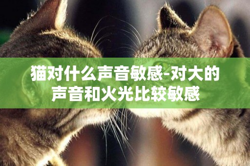 貓對什么聲音敏感-對大的聲音和火光比較敏感