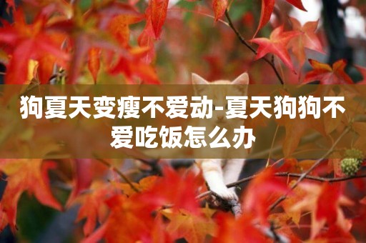 狗夏天變瘦不愛動-夏天狗狗不愛吃飯怎么辦