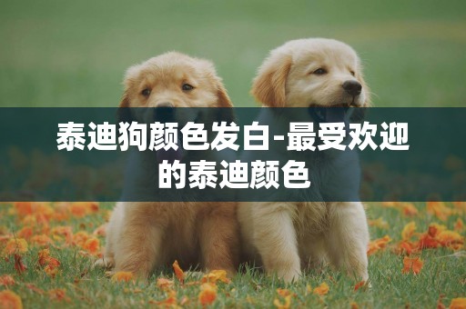 泰迪狗顏色發白-最受歡迎的泰迪顏色