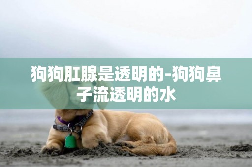 狗狗肛腺是透明的-狗狗鼻子流透明的水