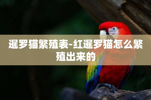 暹羅貓繁殖表-紅暹羅貓怎么繁殖出來的