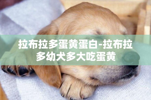 拉布拉多蛋黃蛋白-拉布拉多幼犬多大吃蛋黃