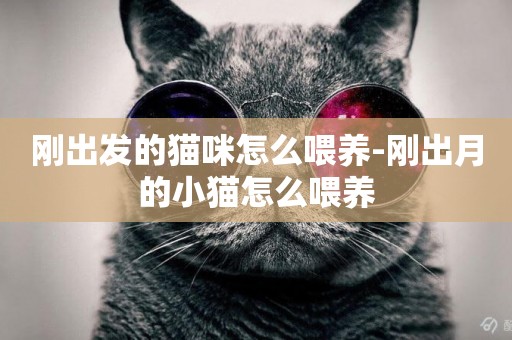 剛出發的貓咪怎么喂養-剛出月的小貓怎么喂養