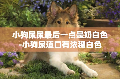 小狗尿尿最后一點是奶白色-小狗尿道口有濃稠白色