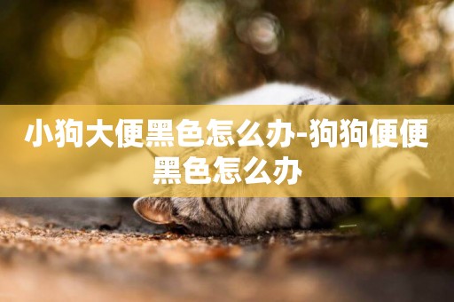 小狗大便黑色怎么辦-狗狗便便黑色怎么辦