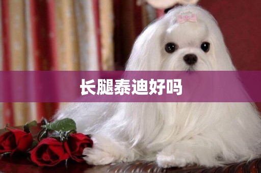 長腿泰迪好嗎