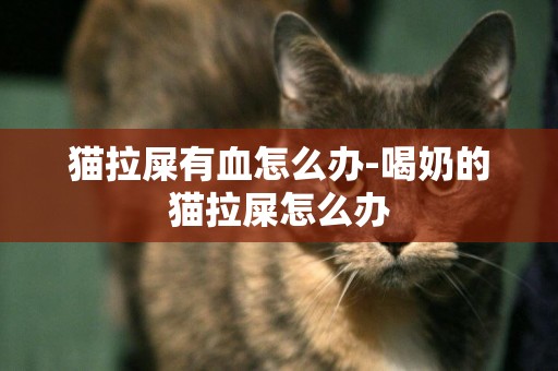 貓拉屎有血怎么辦-喝奶的貓拉屎怎么辦